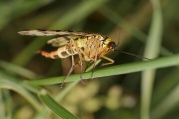 common scorpion fly in the grass
