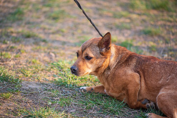 A beautiful stray dog in a shelter on overexposure.