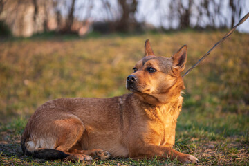 A beautiful stray dog in a shelter on overexposure.