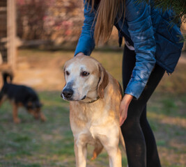 A beautiful stray dog in a shelter on overexposure.