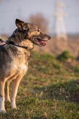 A beautiful stray dog in a shelter on overexposure.