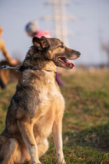 A beautiful stray dog in a shelter on overexposure.