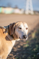 A beautiful stray dog in a shelter on overexposure.