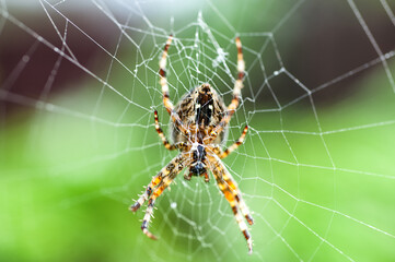 macro shot of a European garden spider (cross spider, Araneus diadematus)