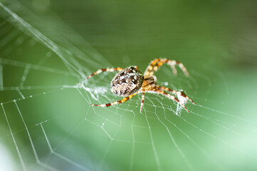 macro shot of a European garden spider (cross spider, Araneus diadematus)