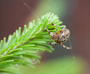 macro shot of a European garden spider (cross spider, Araneus diadematus)
