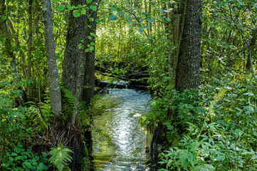 Fototapeta na wymiar small stream in green forest