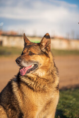 A beautiful stray dog in a shelter on overexposure.
