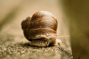 Weinbergschnecke
