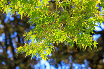 green leaves against blue sky