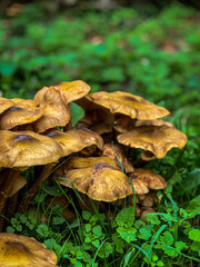 mushrooms in the forest