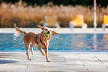 Dog swimming in a pool