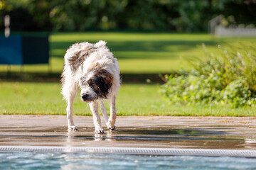 Wet Dog by the Pool – Curious Canine Looking at Water