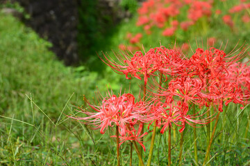 畔に咲く彼岸花