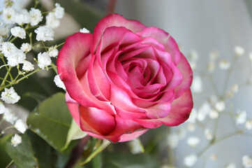 a beautiful rose of pink color. a garden flower. background for the design.