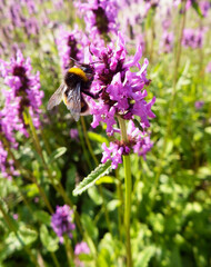 trzmiel na fioletowych kwiatach, Stachys officinalis lub Betonica officinalis, Bukwica zwyczajna