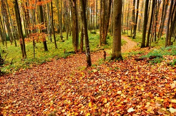 Autumn forest on the way to Bukowe Berdo, Bieszczady Mountains