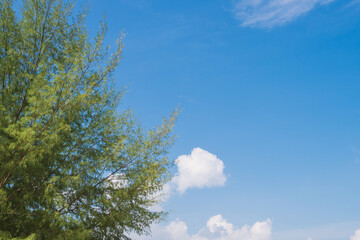 Green sea pine tree stand with clearly could, flare, blue sky background and copy space in summer