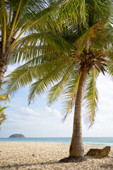 Coconut tree alone on beach and white clouds blue sky.