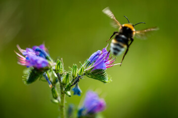 Bourdon qui s'envole aprés avoir butiné une fleur sauvage bleue