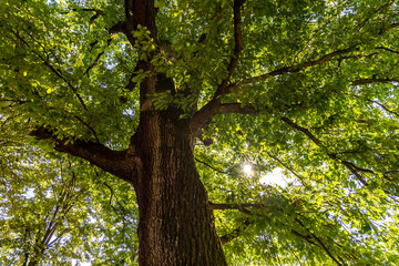 Vue sur le tronc avec les ramifiacations des branches d'un chêne centenaire dans un parc à Metz...