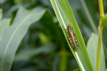 grasshopper on the corn stalk leaf