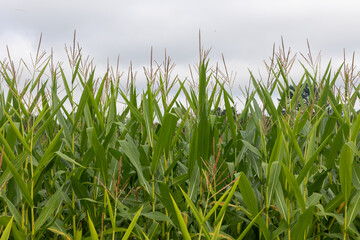 Tops of corn stalks against the sky