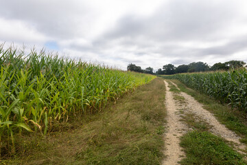 Road through corn field