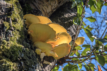 schwefelporling pilz baum schwamm pilz kirschbaum stamm rinde