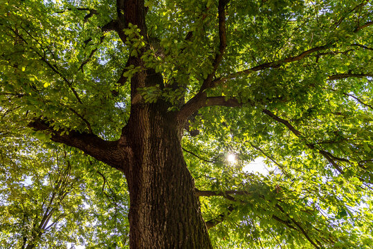 Vue sur le tronc avec les ramifiacations des branches d'un chêne centenaire dans un parc à Metz sous le soleil