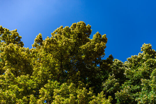 Cime d'un grand chêne sous le soleil et un grand ciel bleu