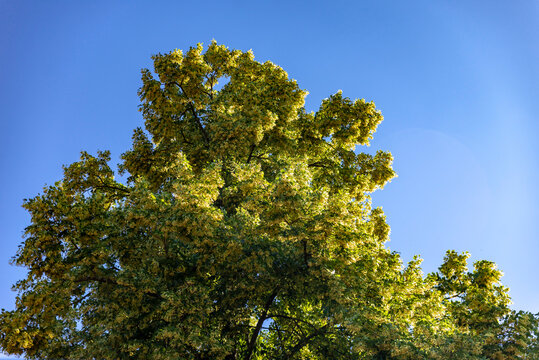 feuillage d'une chêne sur un ciel bleu en plein soleil