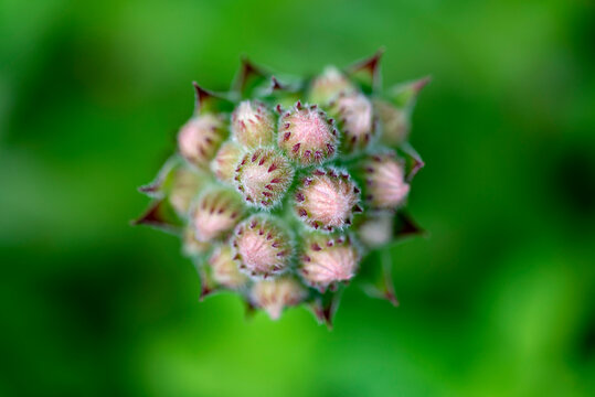 Les joubarbes (de jovibarba, « barbe de Jupiter ») — genre Sempervivum — sont de petites plantes de la famille des Crassulacées