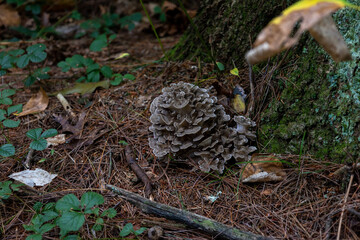 Hen of the woods mushroom in the forest