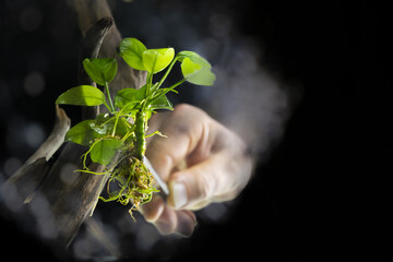 planting in aquarium