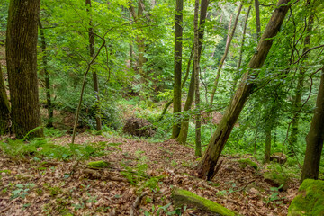 Obraz premium Idyllic forest scenery