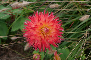 Beautiful orange pink shaggy dahlia surrounded by coarse green foliage