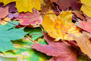 ein herbstlicher Hintergrund mit vielen bunten Ahornblättern