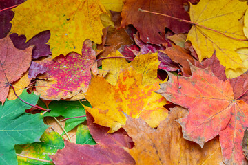 ein herbstlicher Hintergrund mit vielen bunten Ahornblättern