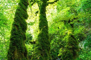 the trees in the forest