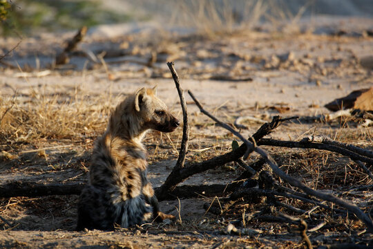Young Spotted Hyena (Crocuta crocuta) Sitting on the Ground. Kruger Park, South Africa