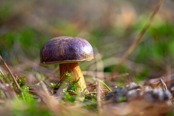 ein Steinpilz im Wald gefunden, umgeben von Moos und Gras