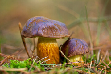 Steinpilze im Wald gefunden, umgeben von Moos und Gras