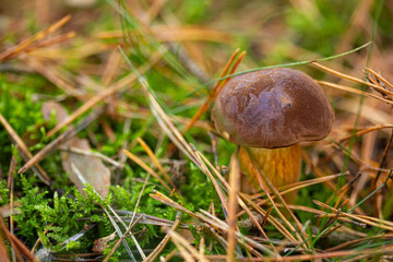 ein Steinpilz im Wald gefunden, umgeben von Moos und Gras