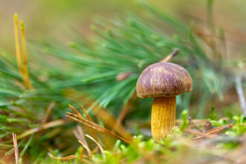 ein Steinpilz im Wald gefunden, umgeben von Moos und Gras