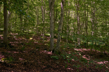 Fototapeta premium A pine forest