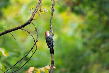 Red Bellied Woodpecker on a vine - 457843897