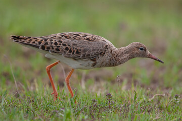 Ruff (Calidris pugnax) feeding in its natural habitat