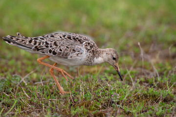 Ruff (Calidris pugnax) feeding in its natural habitat