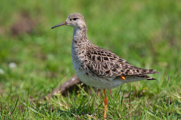 Ruff (Calidris pugnax) feeding in its natural habitat